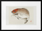 Tai (red Seabream) Fish - Kono Bairei Framed Art | Home or Office Art