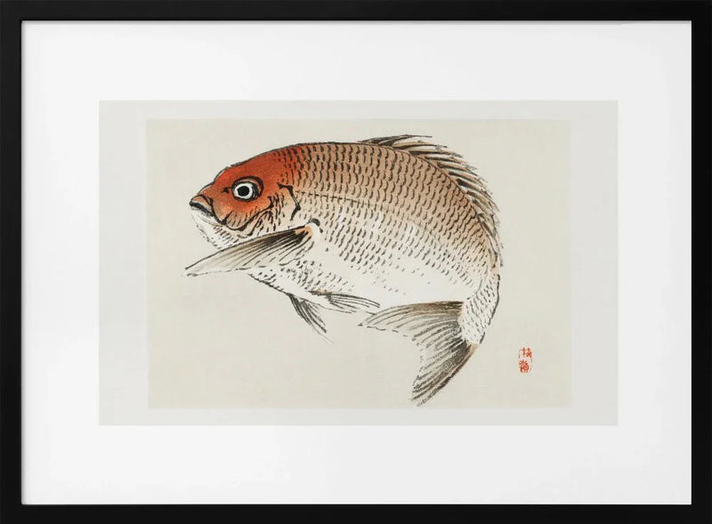 Tai (red Seabream) Fish - Kono Bairei Framed Art | Home or Office Art