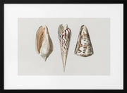 Three Mollusks Crop - Charles Dessalines D Orbigny Framed Art | Home or Office Art