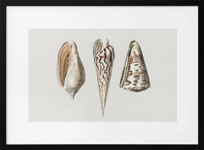 Three Mollusks Crop - Charles Dessalines D Orbigny Framed Art | Home or Office Art
