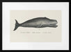 Whale Ii Antique Handcolored Sealife Lithograph 1824 - Vintage Poster Framed Art | Home or Office Art