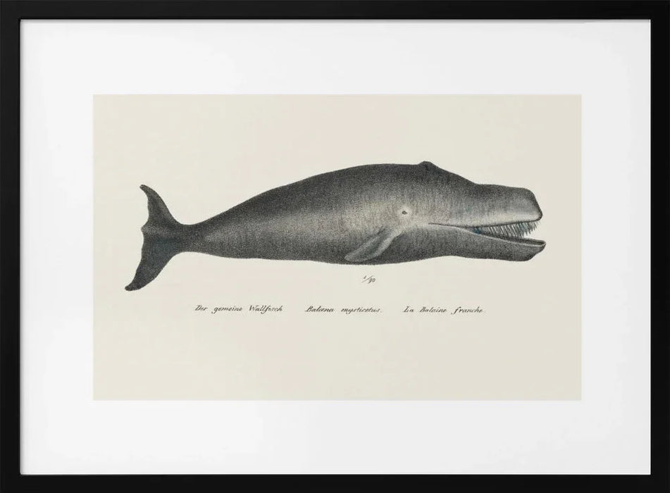 Whale Ii Antique Handcolored Sealife Lithograph 1824 - Vintage Poster Framed Art | Home or Office Art