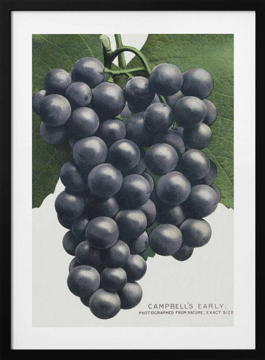 Campbell's Early Grape Lithograph Framed Art Modern Wall Decor