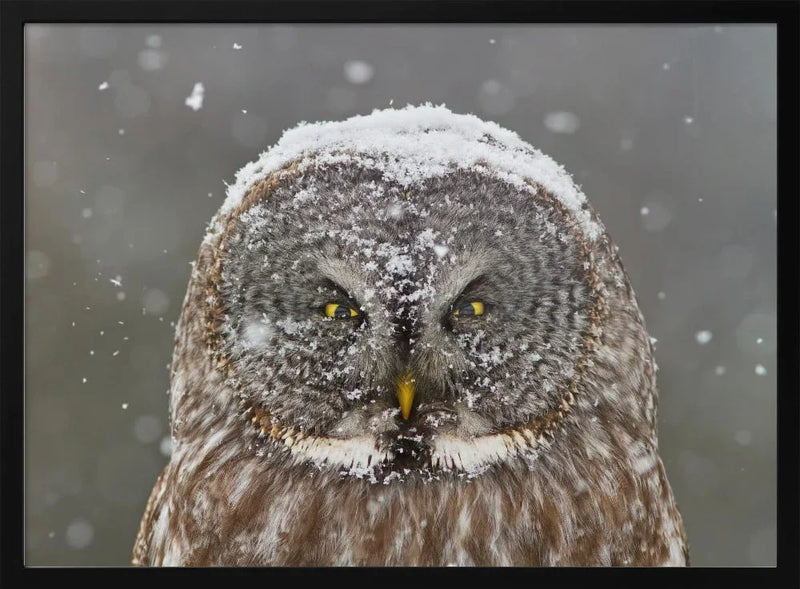Great Grey Owl Winter Portrait Framed Art Mircea Costina | Home or Office Art