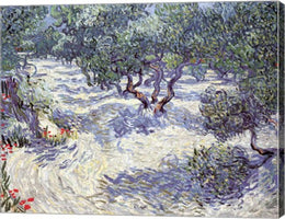 Olive Orchard by Vincent Van Gogh