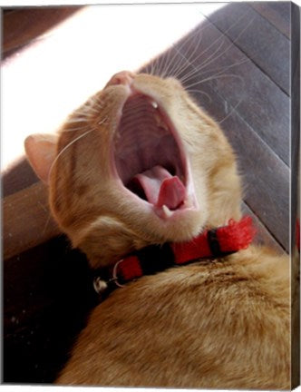 Yawn!