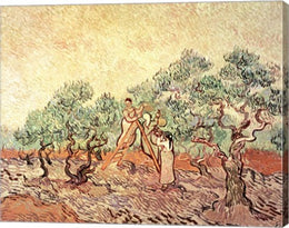 The Olive Grove, 1889 by Vincent Van Gogh