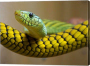 Green Snake