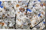 White Cherry Blossom tree