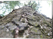 Treebark