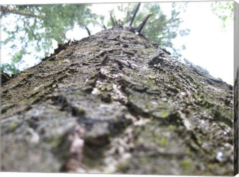 Treebark