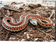 Coast Garter Snake