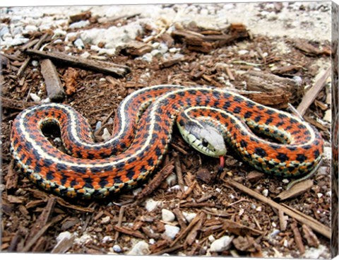 Coast Garter Snake