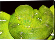 Emerald Tree Boa
