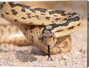 Gohper Snake