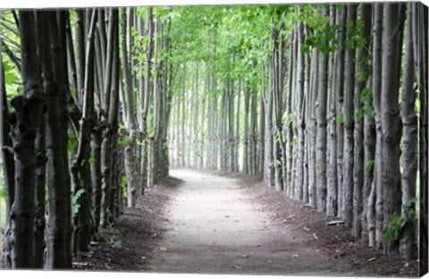 Limbs by Delaney Flanders