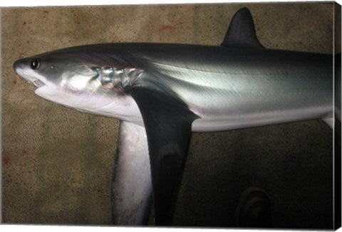 Thresher Shark
