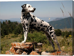 Dalmation