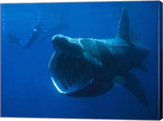 Basking Shark