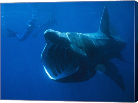 Basking Shark