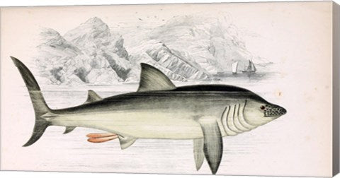 Basking Shark Jonathan Couch