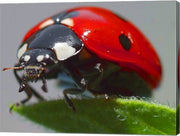 Coccinelle