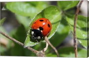 Coccinellidae