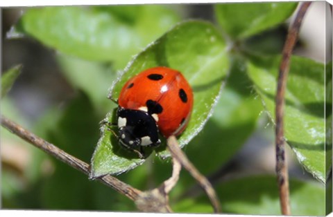 Coccinellidae