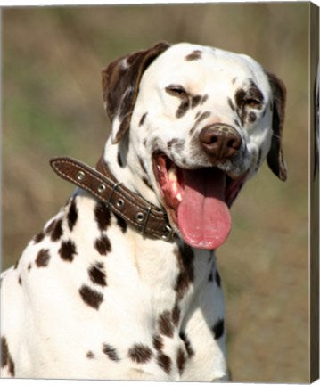 Dalmatian Portrait