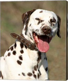 Dalmatian Portrait