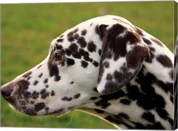 Dalmatian Profile