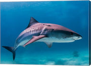 Tiger Shark