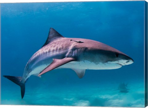 Tiger Shark