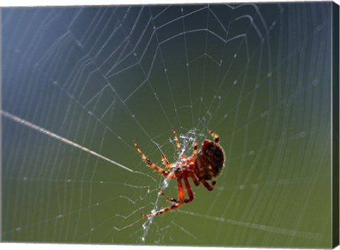 Framed Art Spider Spinning Its Web Wall Decor 18x24 Artwork