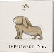 Bunny Yoga,  Upward Dog Pose