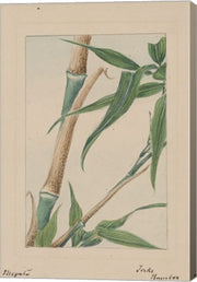 Bamboo Tree Detail