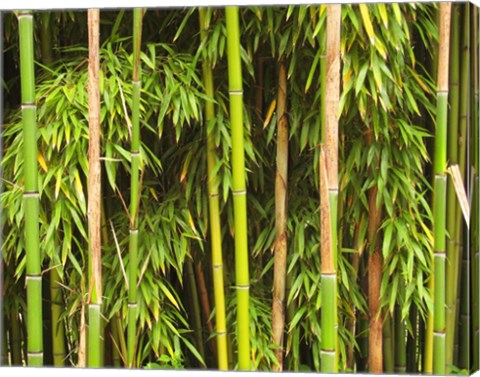 Bamboo Richelieu