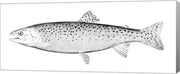 Rainbow Trout - B&W