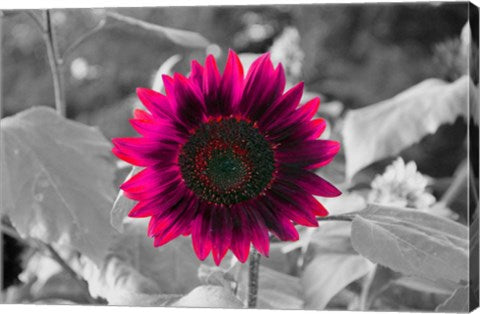 Burst by Delaney Flanders