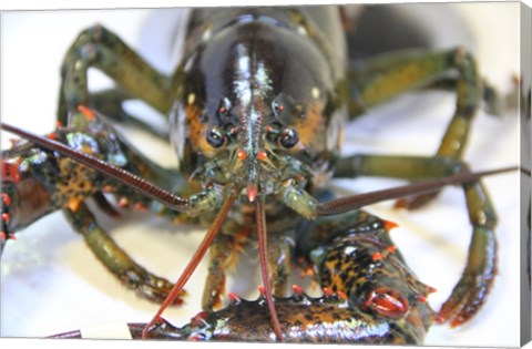 Lobstah by Delaney Flanders