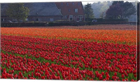 Dutch Red Tulip Field