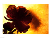 Flower by Rob Sturcke