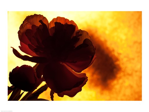 Flower by Rob Sturcke