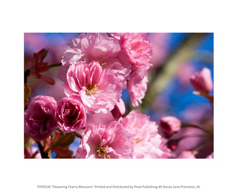 Flowering Cherry Blossoms