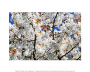 White Cherry Blossom tree