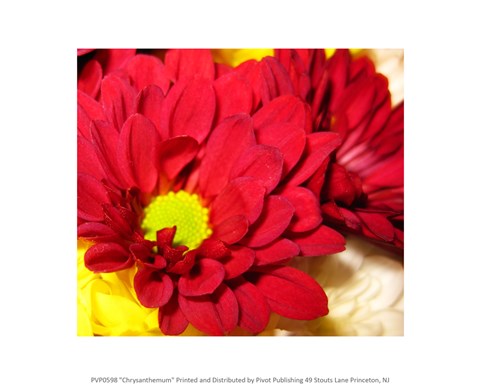Framed Art Chrysanthemum Framed Art for your Home Wall Decor 18x24 Artwork