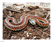 Coast Garter Snake