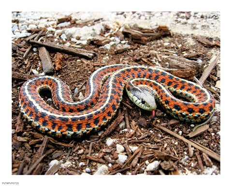 Coast Garter Snake
