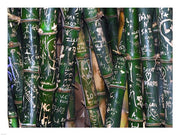 Bamboo Graffiti