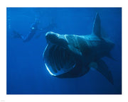 Basking Shark